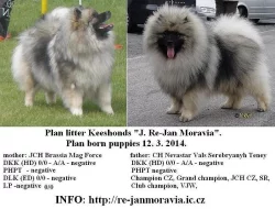 Keeshond / vlčí špic prodám štěňata s PP po kvalit